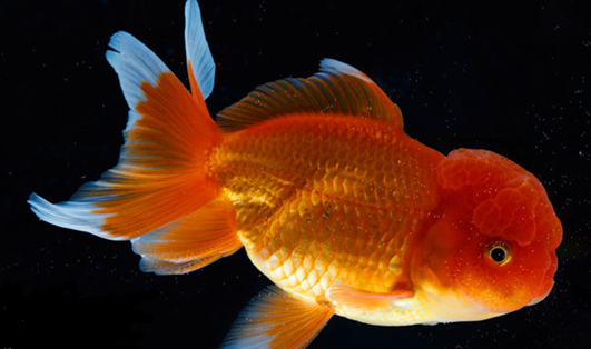 金魚
