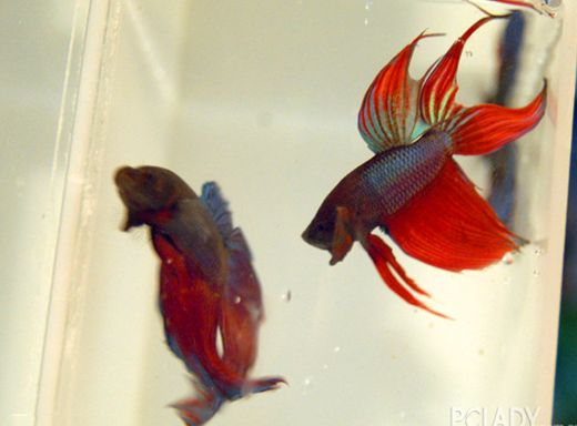斗魚