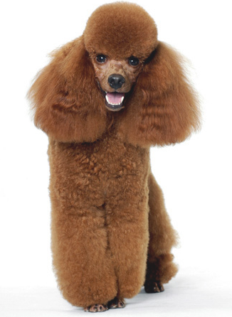 貴賓犬