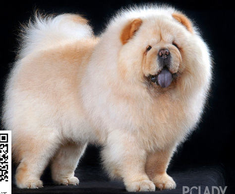 松獅犬