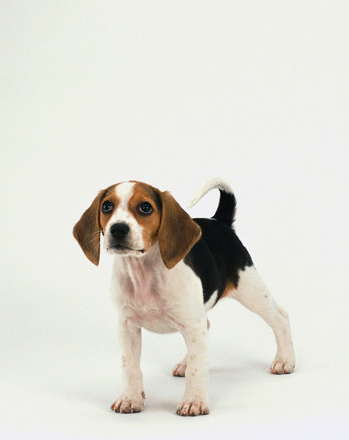 比格犬