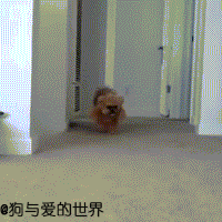 深圳寵物展