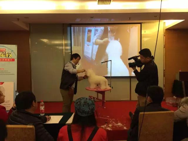 戴沛頎女士現場實操寵物美容全過程