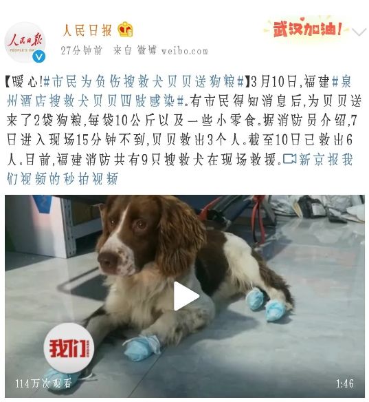 搜救犬貝貝